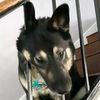 what_dog_doing344
