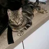 crazyfather5