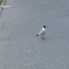 ognsbikr