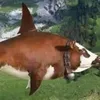 brankodentunge