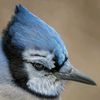 bluej247