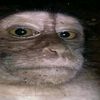 pepethephroge