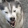 therandomhobo