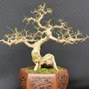 bonsai.magic8386