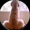 cieply.rzuf
