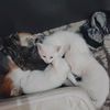 cutiq