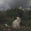 toadstooldev