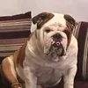Helpbulldog