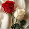 farisbrown8