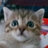 dabigcatty
