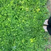 phuonguyen0912_18