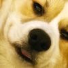 kasiyathecorgi