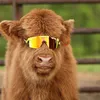 coolcow_q