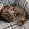 catsandwine73