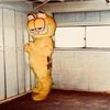 garfieldwatch