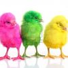 pollitxdecolor