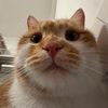 tw2olips