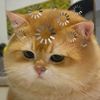 dcrossz_0208
