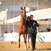 Ahmad El Hisham