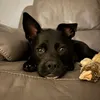 batdog015