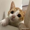 lina.2288