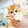 alaaflow28