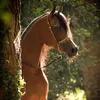 user94610461