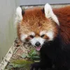 snotnosing