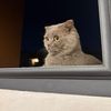 مولات المشيشات😻