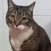 cosminadogariu