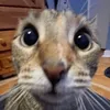 el_capybara0