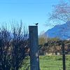 vampiercross