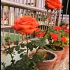 laxmi_lungba989