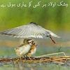 muhammadsaleem034
