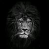 kadir_cmc