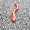 streetsnakeizzy