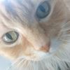 pet_lover61