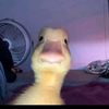 kevina_ha_ha