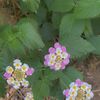 fooz_552