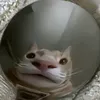 pinahoblyn.mp4