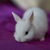 irishbunny