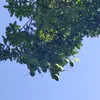 codaivenduong12