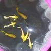 guppy_dn