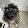 disizsoembarazzing
