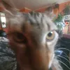 .sandijs