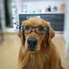 goldenmasha