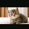billi_kitten
