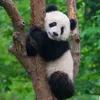 yayoi37_panda