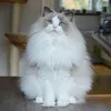 mr.kitty95