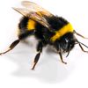 bumblebeediarrhea